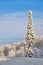 Winter landscape. Snowy forest. One fir tree covered with snow at the edge of the road. Siberia. Russia