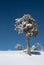 Winter landscape in snowy mountains. Frozen snowy lonely fir trees against blue sky.