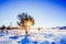 Winter landscape with a soldier before sunset and pine