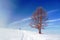 Winter landscape with solitary tree and person walking