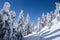 Winter landscape with spruce forest and trail in the snow