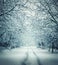 Winter landscape. Street with snowy trees.