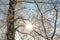 Winter landscape. The sun shines through birch branches. Hoarfrost on the trees