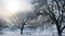 Winter landscape. Sunrise . Fields and trees in the snow. Wide p