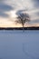 Winter landscape at sunset, bare-leaved tree and forest in the background