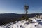 Winter landscape.Taiga,Ural mountains.Lonely tree.