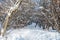 Winter landscape. Thick branches of trees covered with fluffy and sparkling snow against a blue nea in a winter park. Winter