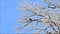 Winter landscape tree with bird in hoarfrost