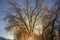 winter landscape of a tree covered with ice on the background of sunrise. frosty wood in snow in the sunny morning. Tranquil