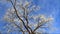 Winter landscape, tree in hoarfrost