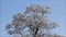 Winter landscape tree in hoarfrost