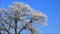 Winter landscape tree in hoarfrost against blue sky