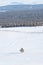 Winter landscape, a tree stand alone on white snow field with forest. Solitude and minimal concept