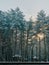 Winter landscape, trees covered with frost. Pine forest and sunset