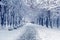 Winter landscape with trees covered with white fluffy snow. Trampled snowy road for a walk in a public park. Benches for rest on