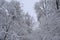 Winter landscape with trees cowered with snow after snowfall.