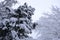 Winter landscape with trees cowered with snow after snowfall.