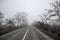 Winter landscape of trees silhouette growing near a road. And around, the surrounding fog. Road to Sheki, Azerbaijan