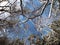 Winter landscape. Treetops against the blue sky