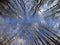 Winter landscape. Treetops against the blue sky