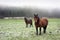 Winter landscape with two horses looking