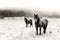 Winter landscape with two horses looking. Black and white