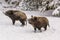 Winter landscape - view of a group of wild boars Sus scrofa in the winter mountain