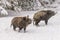 Winter landscape - view of a group of wild boars Sus scrofa in the winter mountain forest