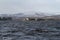 A winter landscape view of Lochindorb Castle in Scotland, UK.