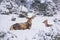 Winter landscape - view of the a pair of red deer