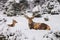 Winter landscape - view of the a pair of red deer Cervus elaphus in the winter mountain forest