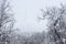 Winter landscape. View of snow-covered trees and tall radio towers.