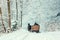 Winter landscape - view of the snowy road with with a horse sleigh in the winter mountain forest