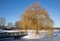Winter landscape with weeping-willow near canal in Dutch residential area