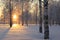 Winter landscape with white birch trees