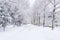 Winter landscape white snow of Mountain in Korea.