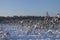 Winter landscape. White trees on a snowy swamp