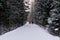 Winter landscape, the whole forest strewn with snow