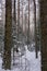 Winter landscape, the whole forest strewn with snow