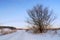 Winter landscape. Winter country road. Traces of cars in the snow. A tree with wide branches against the background