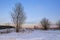 Winter landscape. Winter country road. Traces of cars in the snow. A tree with wide branches against the background