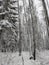 Winter landscape. Wooden boardwalk covered with snow. Outside walk in the forest