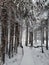 Winter landscape. Wooden boardwalk covered with snow. Outside walk in the forest