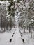 Winter landscape. Wooden boardwalk covered with snow. Outside walk in the forest