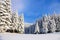 Winter landscapes with fair trees under the snow. Scenery for the tourists.