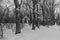 Winter landscapes of Pavlovsky Park.