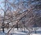 Winter landscapes of the snowy nature of the Zaporozhye forests on the banks of the Dnieper.