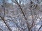 Winter landscapes of the snowy nature of the Zaporozhye forests on the banks of the Dnieper.