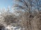 Winter landscapes of the snowy nature of the Zaporozhye forests on the banks of the Dnieper.