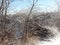 Winter landscapes of the snowy nature of the Zaporozhye forests on the banks of the Dnieper.